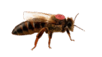 Matci imperecheate natural - CARNICA F1