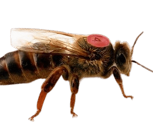 Matci imperecheate natural - CARNICA F1