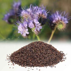 Seminte de Phacelia (facelia) Stala, pachet 1 kg